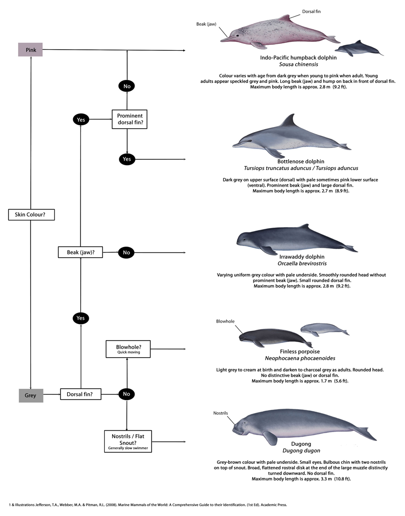 taxo4254 Dugong dugon